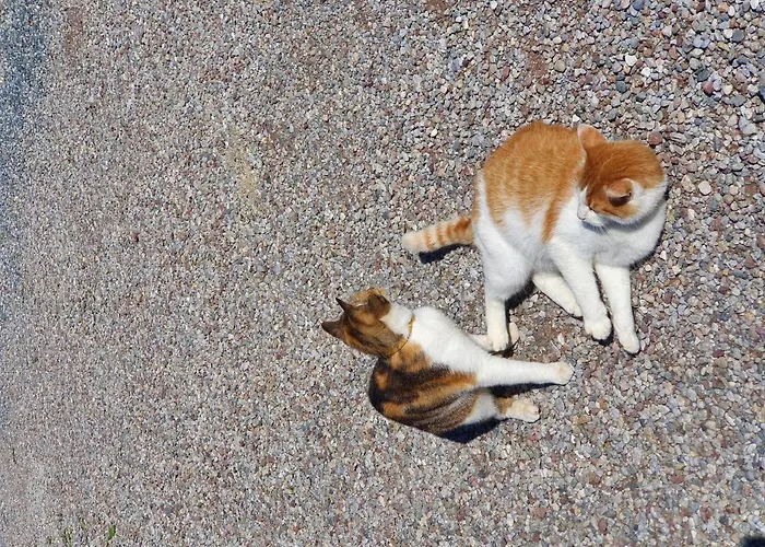 Bauernhof Neu-endfelden, Guenter Widauer Farma