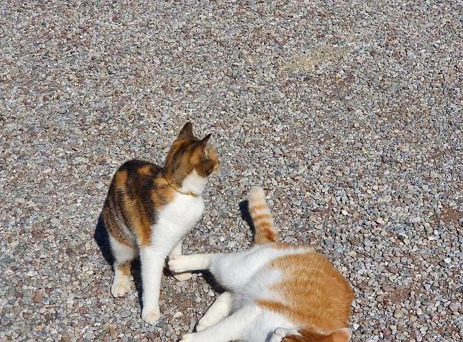 Bauernhof Neu-endfelden, Günter Widauer Söll